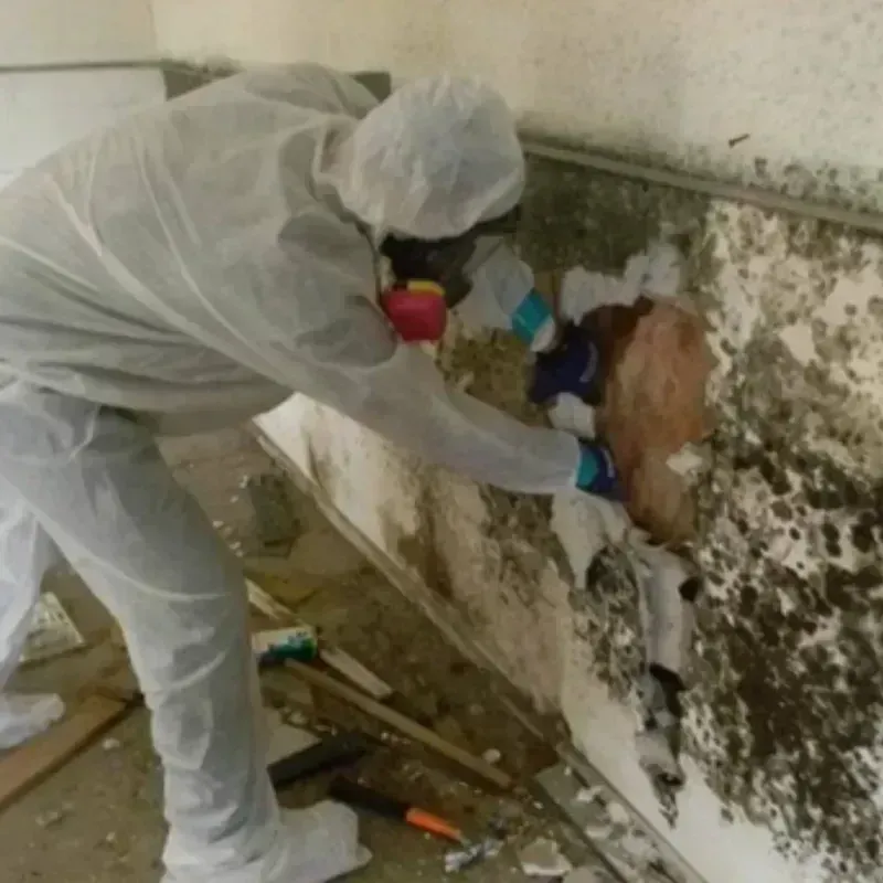 Mold Remediation and Removal in Idaho City, ID